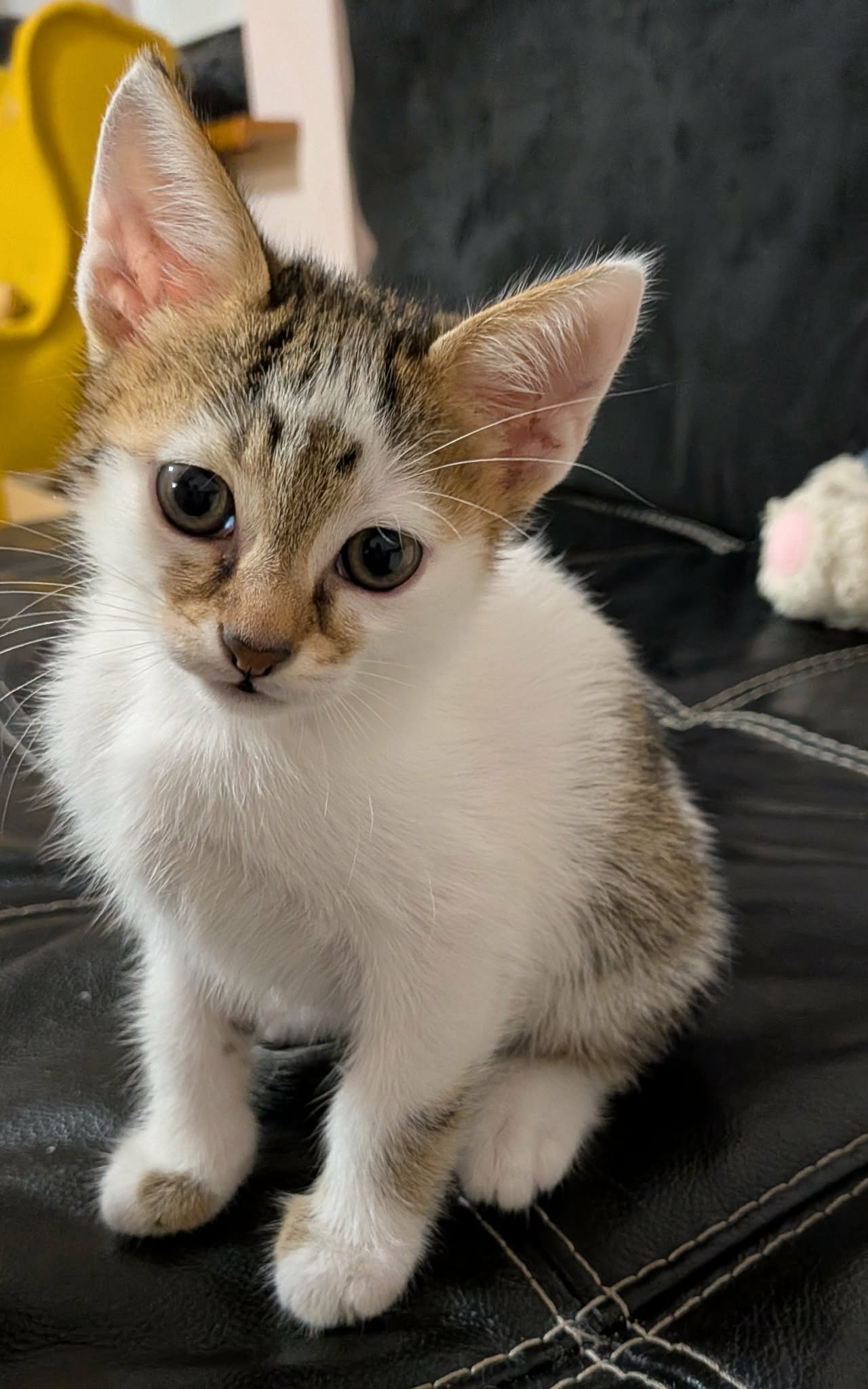 Lando
