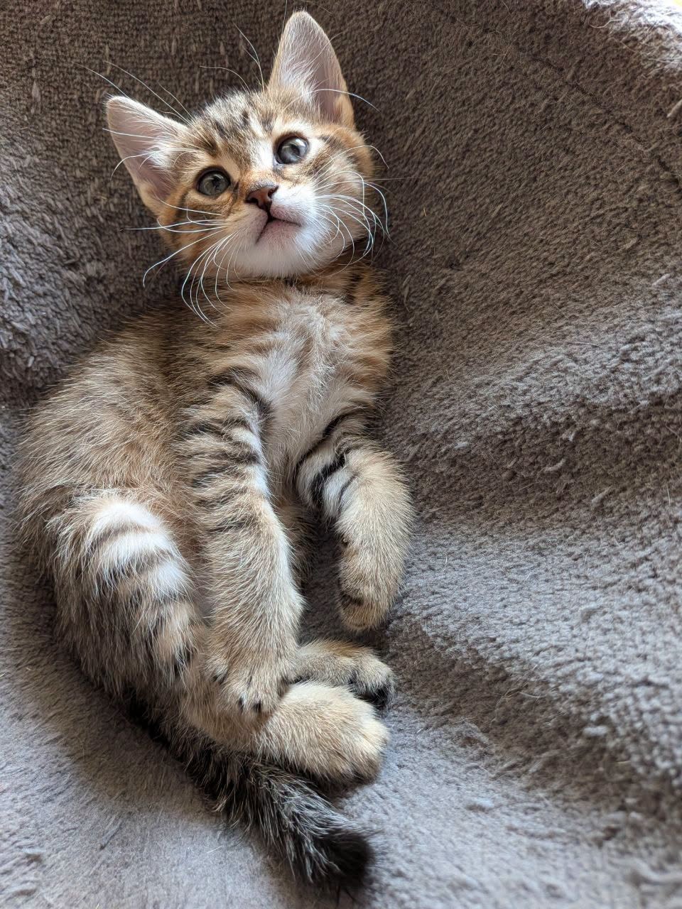 Miko